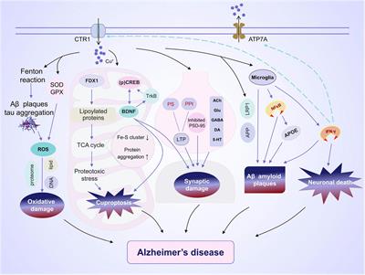 Copper and cuproptosis: new therapeutic approaches for Alzheimer’s disease